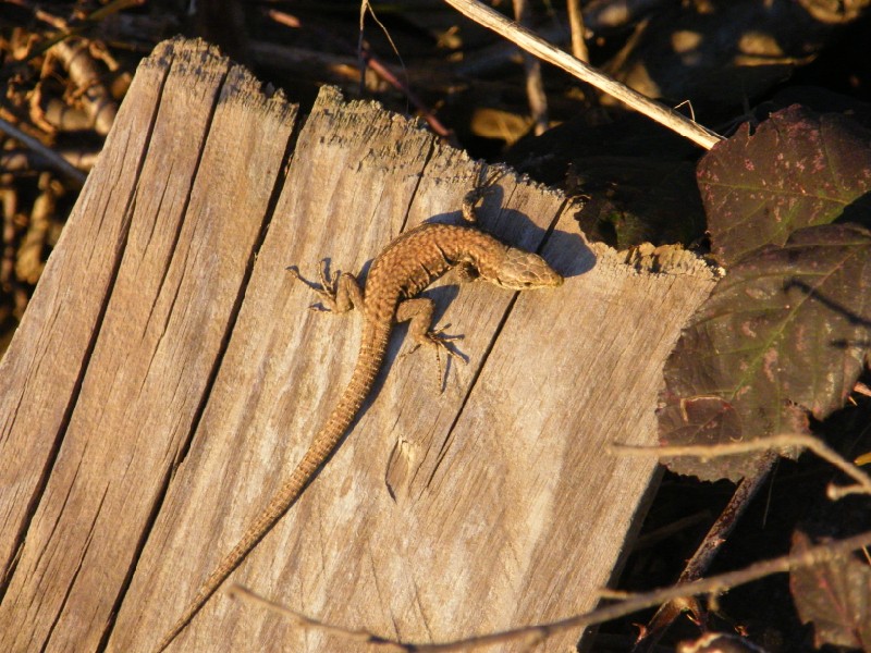 giovane Podarcis muralis